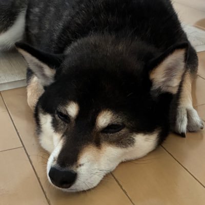 黒柴あずきさんのプロフィール画像