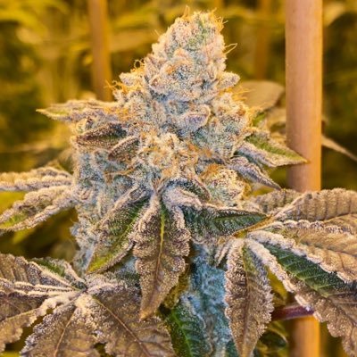 Freaux21's profile picture. Owner/Operator of PYRE🔥 and Regal👑