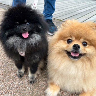 チャロとボンボン（ポメラニアン兄妹） (@chabon_pome) / Posts / X