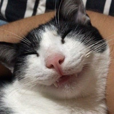 charradonunca's profile picture. movido pelo Corinthianismo