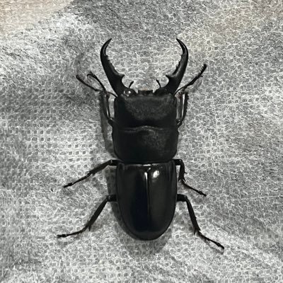 tmtk86's profile picture. 自己満用アカウント。子供とクワカブ採集をきっかけに沼にハマった…。子供達との自己採取種を基本にブリード中〜。ときどき子供達とのお出かけを投稿。
