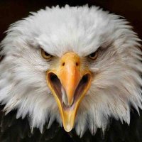 C-Pat (@oldilliniguy) 's Twitter Profile