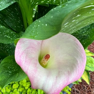 Cookie4731's profile picture. 