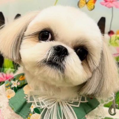 tama_mamagon's profile picture. シーズーのまる、2023年1月7日生。男の子。青森県🍎。無言フォロー大歓迎😁みんな劇団四季大好き。