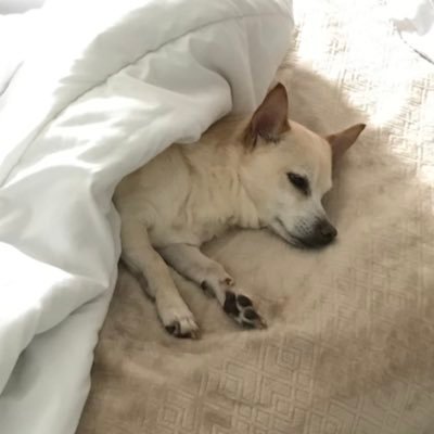 peruni101's profile picture. Front-end web developer