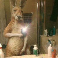 Skate (@skateeerrr) 's Twitter Profile