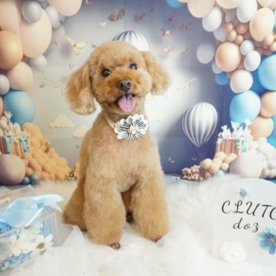 kzm_dev's profile picture. 温冷駆動開発