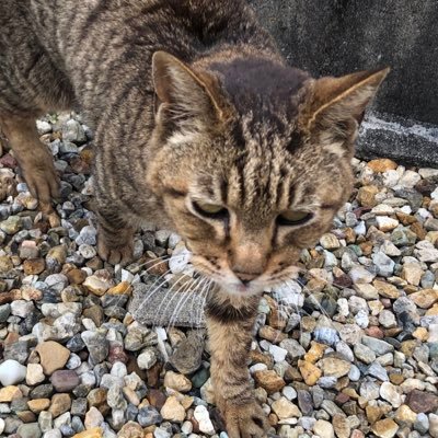 猫のしっぽ