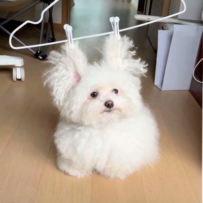 あゆ (@mfchi_) / X