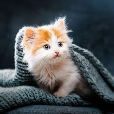 MAbdullah51955's profile picture. Follow me, I will follow back 👍