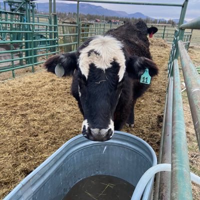 3BarLRanch's profile picture. 