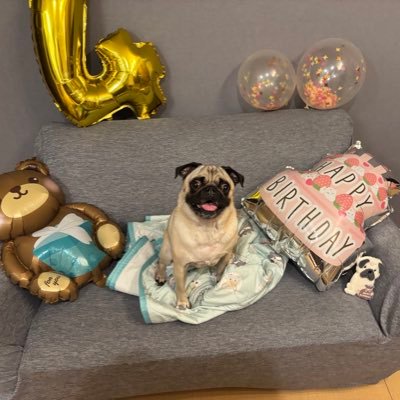 pugpagpugyun's profile picture. 2021年5月18日生まれ現在4歳の男の子のパグちゃんと暮らしてます🧡パグ好きな方、わんちゃん好きな方と仲良くなれたら嬉しいです