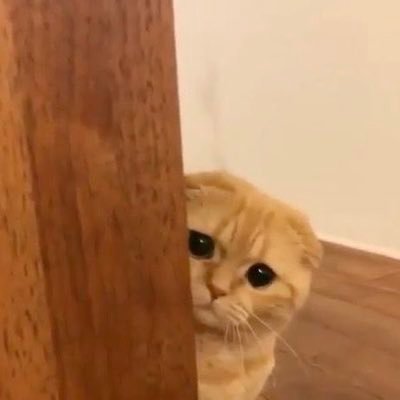 blu_birdnerd's profile picture. 29M | He/Him | NSFW acc | SH/ED/Minors DNI | Switch | loves pets | DMs open | Protector of: @yourmaddimuse2