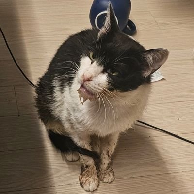 구내염이 목구멍까지 번질 정도로 심했던 유기묘 나비를 도와주셔서 감사합니다. 충분한 후원을 받아 후원을 종료합니다. 치료비 빚도 갚을 수 있게 됐고 나비는 줄기세포치료 등을 받고 기적적으로 다 나았습니다. 정말 감사합니다.