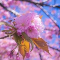 Colin Wisely (@colwiz) 's Twitter Profile