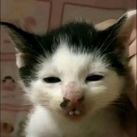 Trần Thanh Phong (@tranphong622010) 's Twitter Profile