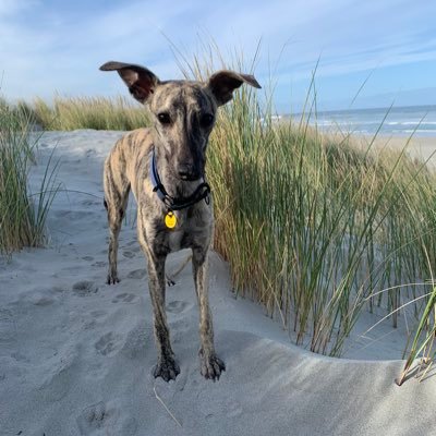 Apprentice whippetry practitioner. Born 14.9.24. Beneficiary of Flee Whippet’s worldly goods.