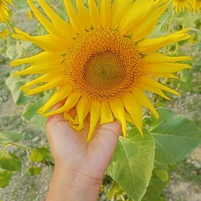 halimaakte64274's profile picture. 