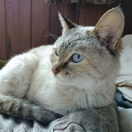 5Ho95YRToF9724's profile picture. ﾒｲﾌﾟﾙ楓鯖 DA289 ﾌｧﾝﾄﾑ276
強くはなれないけどめんこくなりたい！9893/10000　
冬以外は家の農家の仕事内容を風景とともにアップするのが中心 
今年の冬は何作ろうかな〜
体調崩し気味で毎月入院続行中😭　
#AcidBlackCherry　#ジャンヌダルク　#ALIPROJECT