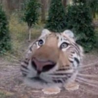 nuts (@orange_joe2) 's Twitter Profile
