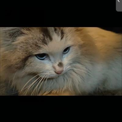 R_eloading_'s profile picture. 喜欢可爱的事物