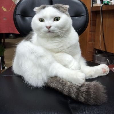昨年末に夫を亡くし店長になり😢看板ペットたちとお店を頑張ってます😺🐶🐠
看板ねこさんの画像が多めです😽✨
真央ちゃん💞昌磨くん💞舞依ちゃん💞かおちゃん💞ネイサン💞大ちゃん💞大谷くん💞アスリートから元気をもらっています😊🍀
スノーボード🏂トレッキング🗻温泉♨️
無言フォロー失礼します🙏