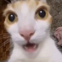 ๋ฐ (@hapactb) 's Twitter Profile