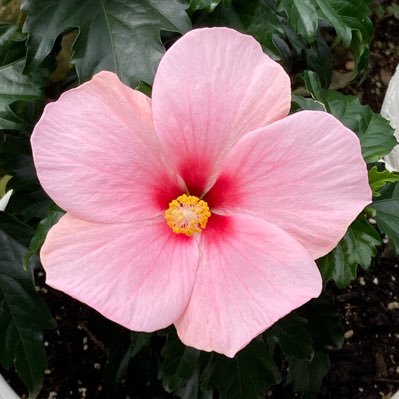 Momoko_13578's profile picture. web application engineer ( backend / infra ).