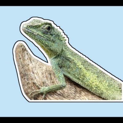 爬虫類メインの生物アカです!主にニホン,アオオカナヘビ、キノボリなんかを飼ってます。
あまり詳しくはありませんが、ウオ、淡水魚なども好きです!
キノボリトカゲに恋してます
kamakama←雑