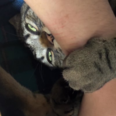 hani4ffne's profile picture. はに 🐱猫🌏 受験生/心療内科通院中/パニック障害/公立高校07 低浮上です初タメOK