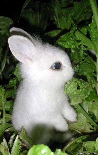 mihaiko_smekeru's profile picture. 