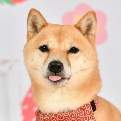 いちご🍓4歳(誕生日2021/06/21)のアカウントです🥰🐾ママが管理してます🎶うちの子記念日㊗️2021/10/10🐕無言フォローすみません😣💦血統証書名「髙原の関姫号」👸👑*ﾟ体重5キロ🐾宜しくお願いします🎶
