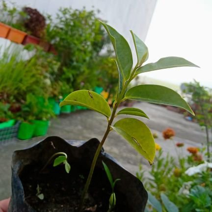 PankajA61149797's profile picture. 