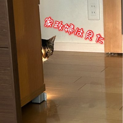 Kiiroitoi5017's profile picture. 🐟BUCK-TICK 🐠⛩️ジグザグ🐶🥷🐉 ちー子🐈2024年7月保護🐈みー子♀2025年5月保護🐈毎日ドタバタ下僕生活