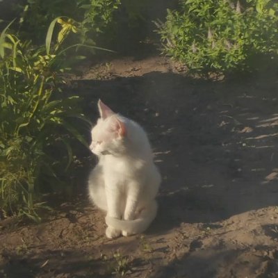 yuhzvrii's profile picture. i play roblox, valorant and some other games :)