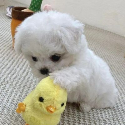 jjang_haniya's profile picture. 하니뿐 #정한 #ハニ