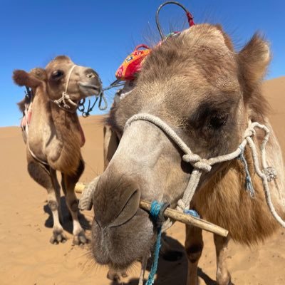 linlin810810's profile picture. 