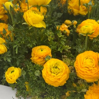 tomicoumi's profile picture. 気楽なサブ垢戻り成人済み。趣味垢。一応クリエーター今は弦ひいてません。基本ポイ活閲覧用 フォローフォロバお構いなく