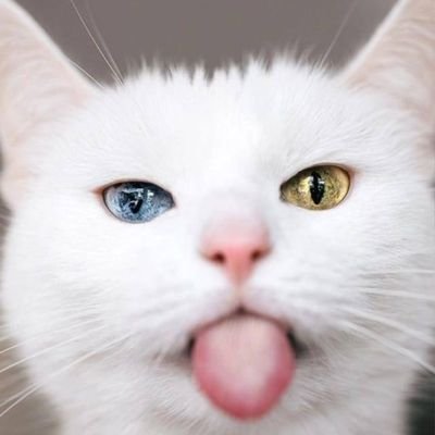 六花さんのプロフィール画像