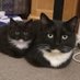 Ally (@blackcatmom2403) Twitter profile photo Ally (@blackcatmom2403) Twitter profile photo