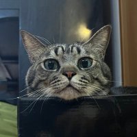 ごんべ (@neko_no_gonbe) 's Twitter Profile
