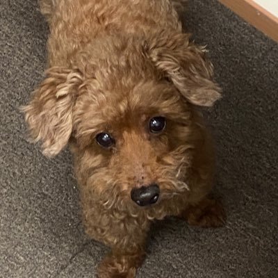社長のアルフです🐩町のなんでもできる歯科技工士を目指してます 🥰#埼玉県歯科技工士会南支部 #大村ラク也 #口元美女製造所 本格的にミルドデンチャーとインハウスアライナーもやっています🦷#社長の日常