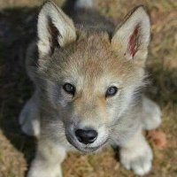 Wolves 🐺 and 🦊 Foxes (@deena4democracy) 's Twitter Profile