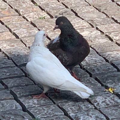 Wirebird Profile