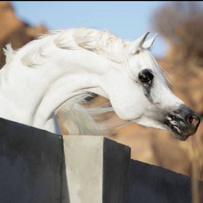 AhmedRa21630129's profile picture. @spaace_io