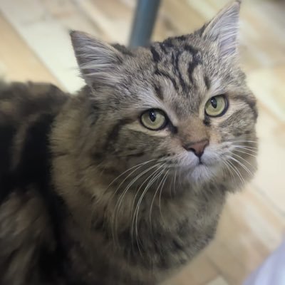 tehreeeem_k's profile picture. زندگی تو ہی مختصر ہو جا شبِ غم مختصر نہیں ہوتی