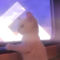 nex (@whitecatnex) 's Twitter Profile