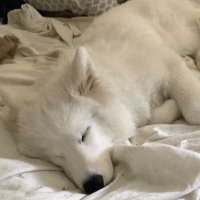 toby ᶻ 𝗓 𐰁 (@tobynaps) 's Twitter Profile