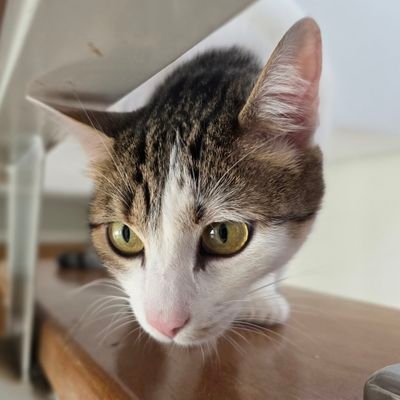 _luizmsm's profile picture. A mim só interessa fotos de gatos e memes da mais baixa qualidade