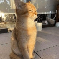 sofen_dev (@sofenv2) 's Twitter Profile